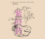 紫莳药线描