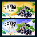 黑醋栗