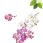 兰花