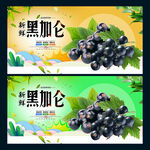黑加仑