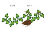 何首乌手绘