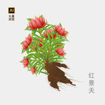 红景天手绘