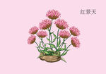 红景天手绘 
