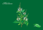 猫须草手绘 