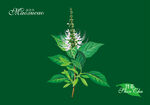猫须草手绘 