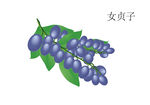 女贞子手绘 