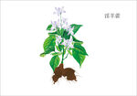 手绘淫羊藿