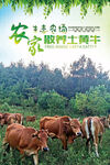 黄牛