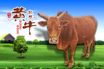 黄牛