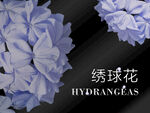 绣球花