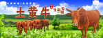 黄牛
