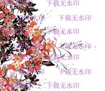 大牌定位花