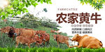 农家黄牛
