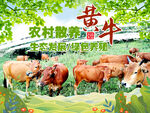 黄牛