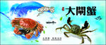 大闸蟹  