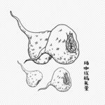 玛咖线稿矢量