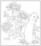菊花 