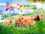 黄牛广告