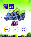 葡萄海报