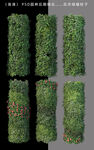 柱子绿化植物
