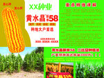 种子 玉米 