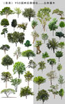 园林绿化树木