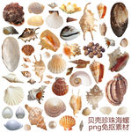 贝壳珍珠海螺素材