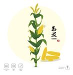 玉米