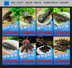 海参