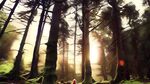 梦幻森林