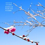 积雪树枝