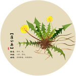 蒲公英