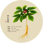 人参插画