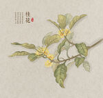 桂花插画