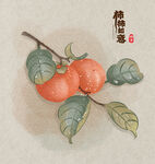 柿子 插画
