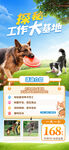 探秘工作犬训练营