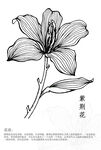 AI矢量花插画