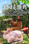 果园走地鸡