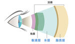 人体眼球眼角膜泪膜结构图