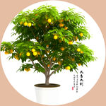 盆栽富贵桔
