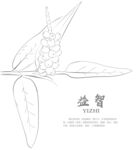 手绘益智仁