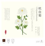 杭白菊 插画