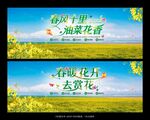 油菜花