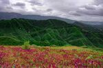 上高桥花海