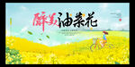 油菜花