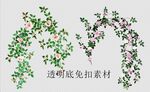 蔷薇花藤