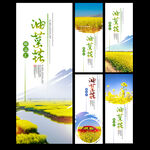 油菜花