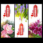 兰花节
