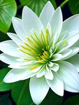 盛开的鲜花