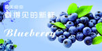 蓝莓海报